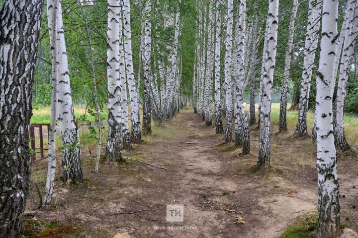 Трое татарстанцев заразились клещевым энцефалитом