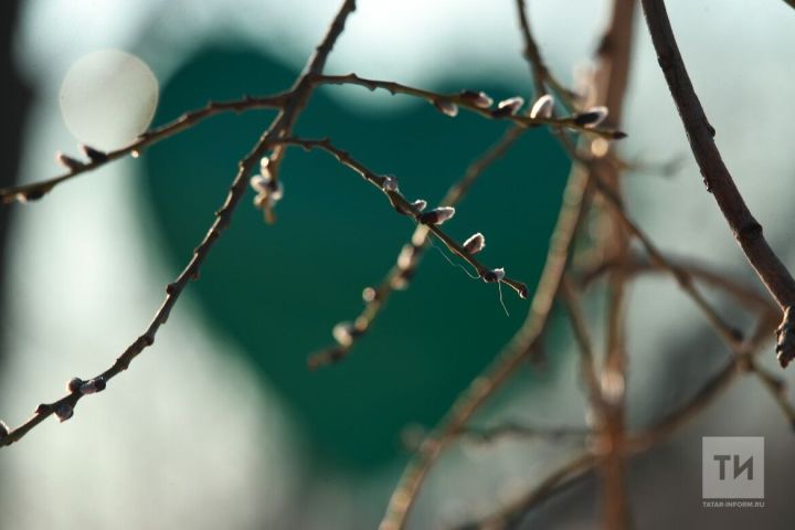 Апрель: пора позаботиться о плодовых деревьях и посадочном материале