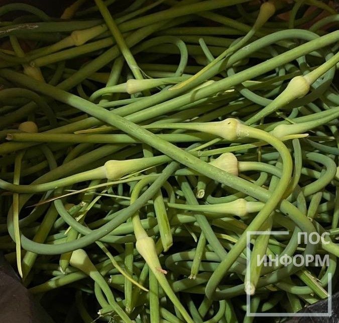 Готовим полезные и вкусные блюда из чесночных стрелок