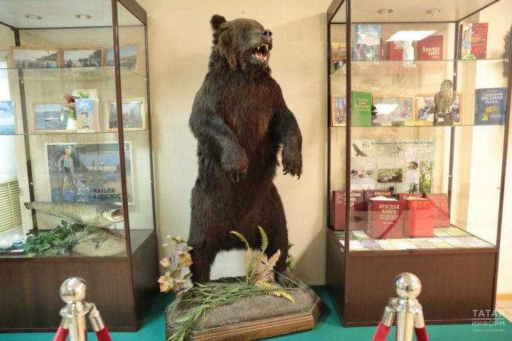 В Татарстане бурый медведь исключён из Красной книги