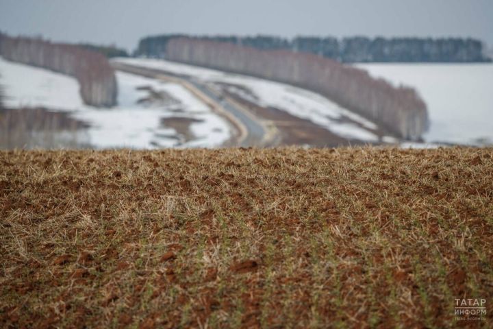 Подкормка озимых культур: рекомендации Россельхозцентра Татарстана