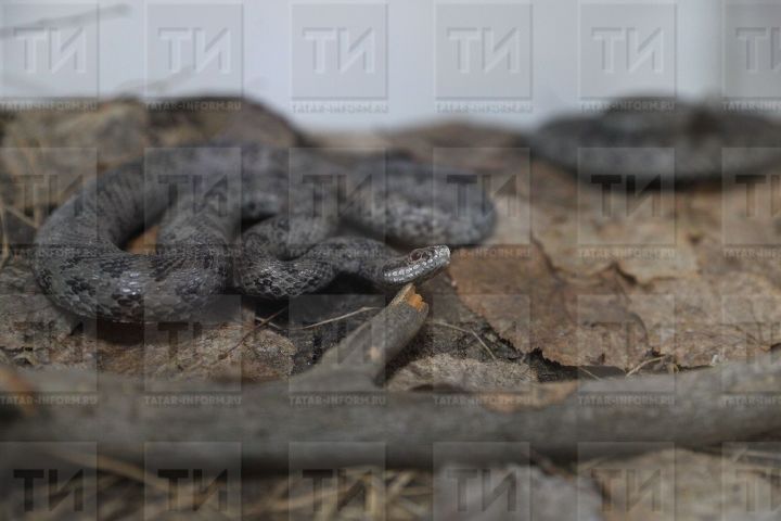 Женщину в Камских Полянах укусила гадюка во время работы в огороде