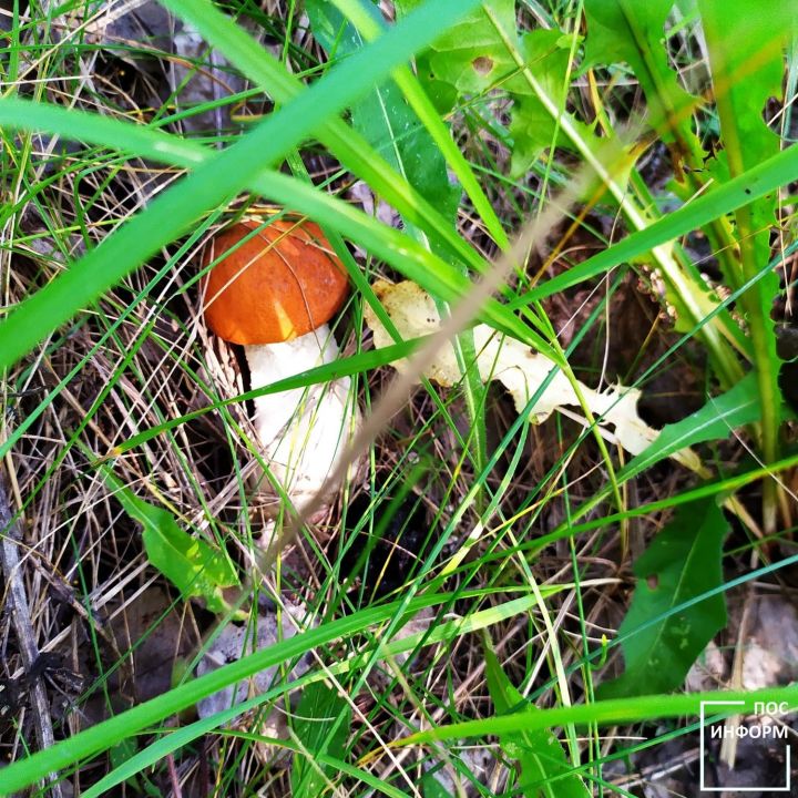 Грибной сезон в Камских Полянах продолжается: подосиновики и подберезовики, рецепты заготовок