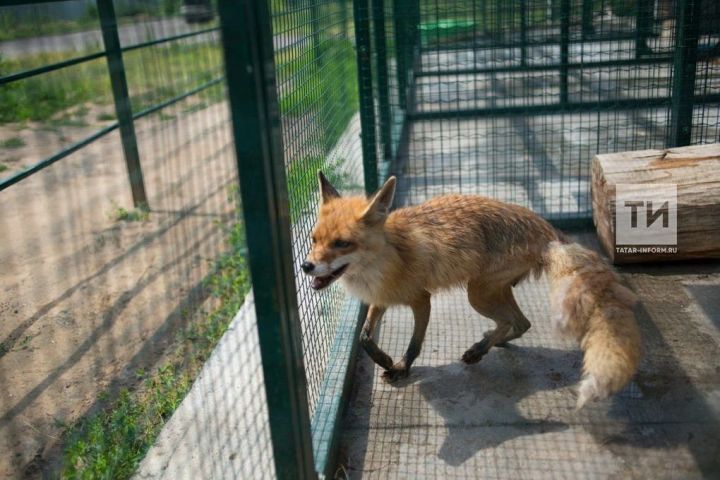 Эксперты Роспотребнадзора назвали основных животных, которые могут быть носителями бешенства