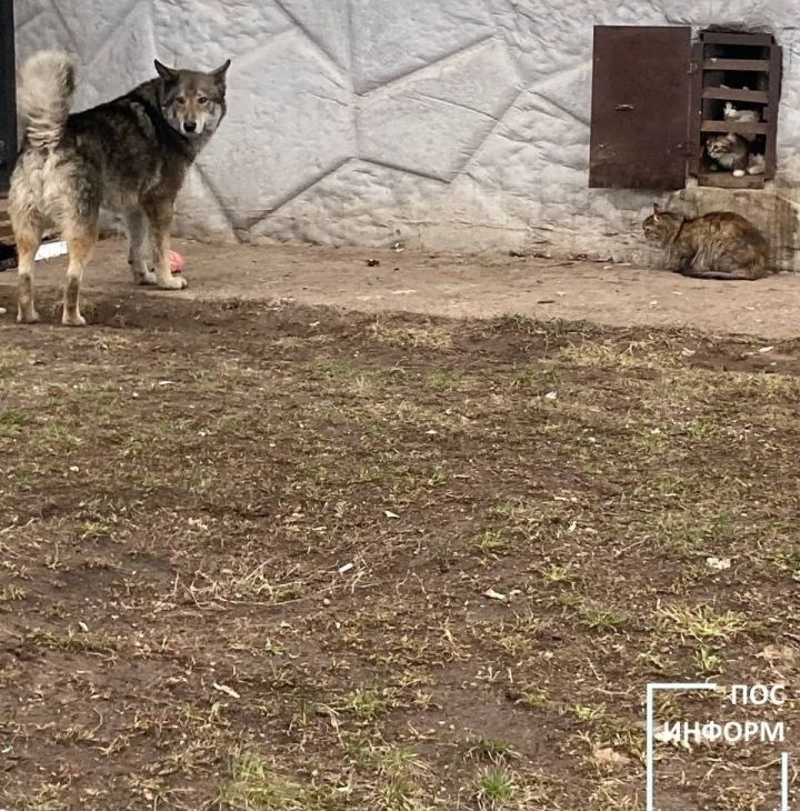 В Татарстане предлагают признать одичавших собак охотничьим ресурсом