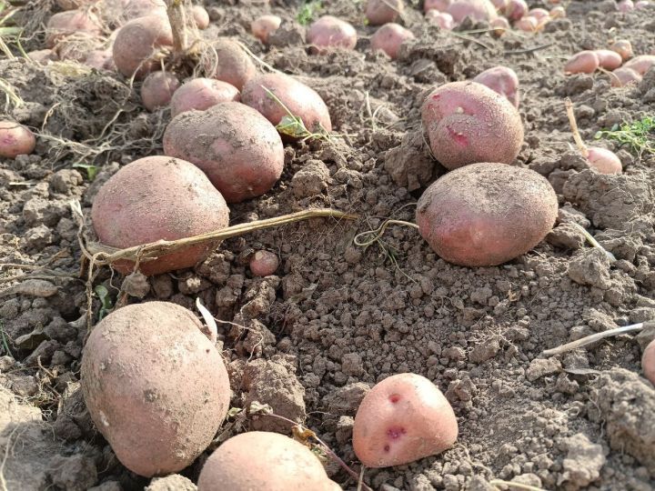 Время сбора картофеля: от молодой картошки до закладки в погреб